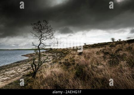 A spindly Baum auf robusten Vorland der Windgepeitschten Colliford See am Bodmin Moor in Cornwall. Stockfoto