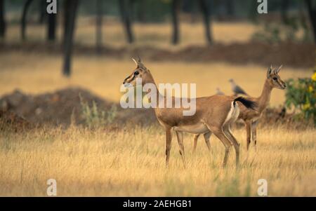 Chinkara oder indische Gazelle im Grasland der Inneren Maharashtra Stockfoto