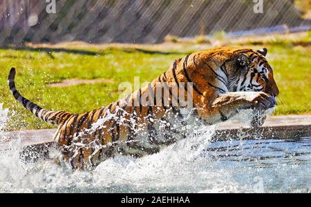 Bengal Tiger sprang in einem Pool Stockfoto