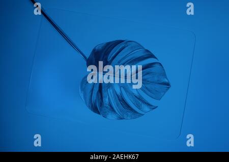 Eine getönte in Trendfarbe 2020 Classic Blau monstera Blatt auf blauem Hintergrund. Ansicht von oben. Kreative trendy Muskelaufbau. Stockfoto
