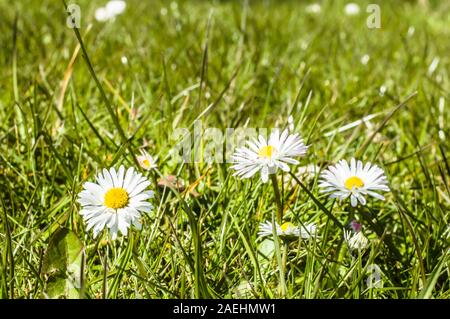 Grüne Wiese mit Blumen-Gänseblümchen Stockfoto