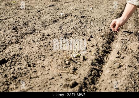 Frau im Garten arbeiten, Aussaat Samen in den Boden auf dem Grundstück Stockfoto