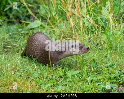 Eurasische Fischotter (Lutra lutra) auf einem Gras Bank Stockfoto