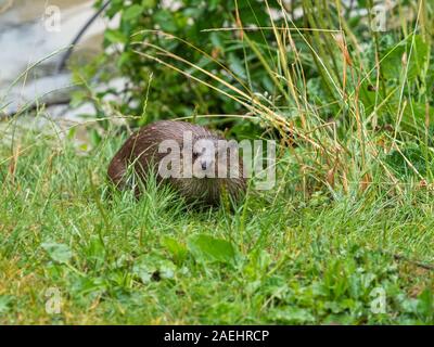 Eurasische Fischotter (Lutra lutra) auf einem Gras Bank Stockfoto