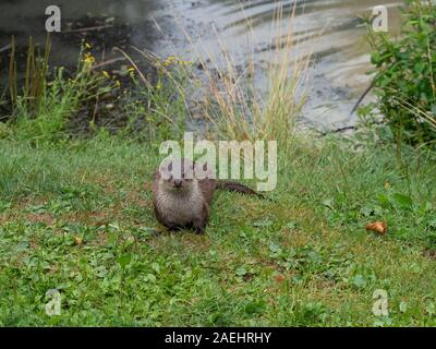 Eurasische Fischotter (Lutra lutra) auf einem Gras Bank Stockfoto