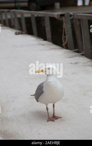 Silbermöwe, Larus argentatus, Alleinstehenden stehen am Hafen von Mevagissey, Cornwall, Großbritannien Stockfoto