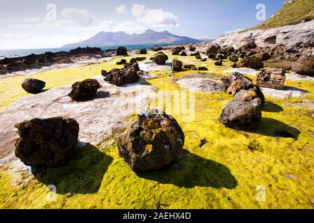 Felsen und Meer Unkraut in der Bucht Laig am Cleadale auf der Insel Eigg, mit Blick auf die Isle of Rum, Schottland, UK. Stockfoto