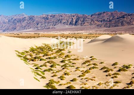 Die Mesquite flache Sanddünen im Death Valley Das ist der niedrigste, heißesten und trockensten Platz in den USA, mit einem durchschnittlichen jährlichen Niederschlag von rund 2 Zoll Stockfoto