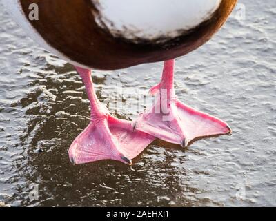 Eine gemeinsame Brandgans (Tadorna Tadorna) Martin Mere, A Wildfowl und Feuchtgebiete Vertrauen Vogel behält sich in der Nähe von Southport, Lancashire, UK. Stockfoto