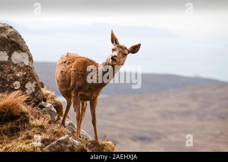 Ein Rothirsch Cervus Elaphus auf dem Cuillin Grat auf der Isle Of Skye, Schottland, UK, über Glen spröde. Stockfoto