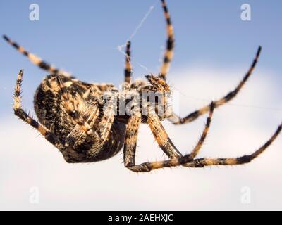 Eine große Spinne im Netz auf Lesbos, Griechenland Stockfoto