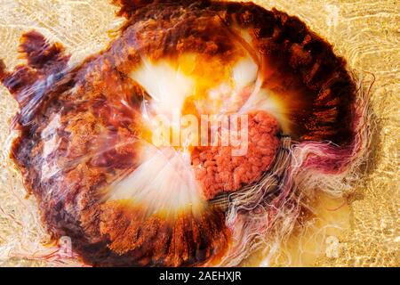 Löwen Mähne Quallen, Cyanea Capillata, angeschwemmt auf einem Nothumberland Strand. Stockfoto