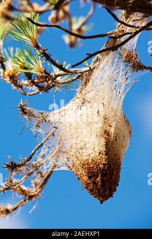 Nester der Kiefer Processionary Raupen (THAUMETOPOEA PITYOCAMPA) in Pinien in den Bergen der Sierra Nevada im Süden Spaniens. Diese Motte bieten Stockfoto