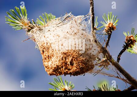 Nester der Kiefer Processionary Raupen (THAUMETOPOEA PITYOCAMPA) in Pinien in den Bergen der Sierra Nevada im Süden Spaniens. Diese Motte bieten Stockfoto