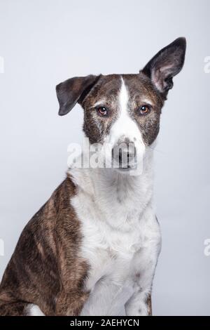 Portrait von Hund der Rasse Podenco Ibiza an Kamera suchen auf weißem Hintergrund. Stockfoto