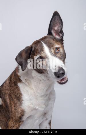 Lustig aussehenden Hund der Rasse Podenco Ibiza an Kamera suchen auf weißem Hintergrund. Stockfoto