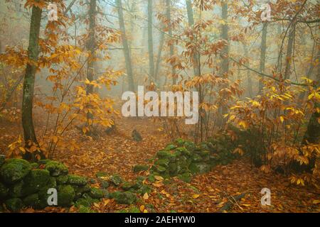 Landschaft mit Nebel in einem Kastanienwald in der Nähe von montanchez. Der Extremadura. Spanien. Stockfoto