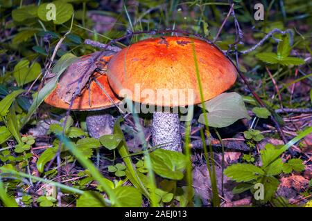 Steinpilz Pilze im Herbst Wald hautnah. Zwei schöne Aspen Pilze. Stockfoto