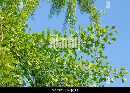 Die jungen Blätter aus der Ginkgobaum, Ginkgo biloba Stockfoto