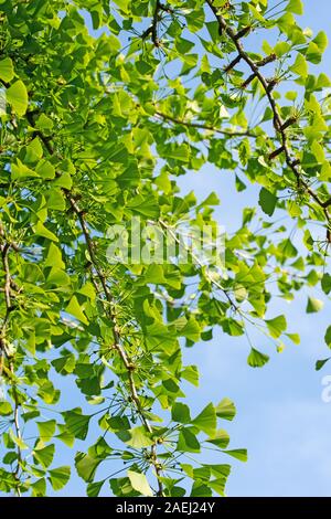 Die jungen Blätter aus der Ginkgobaum, Ginkgo biloba Stockfoto