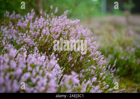 Blühende Heidekraut auf der Wiese neben einem Wald Stockfoto