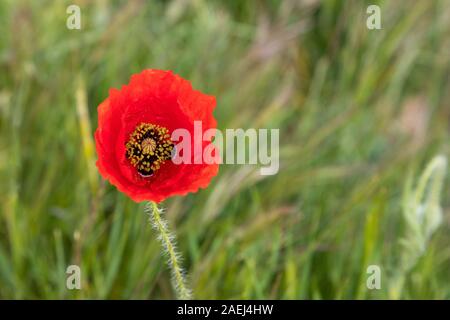 Rote Mohnblume Stockfoto