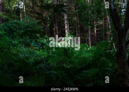 Sonnenüberfluteten Stamm einer Tanne in einer Öffnung im Wald von Newton-le-Willows Firs Stockfoto