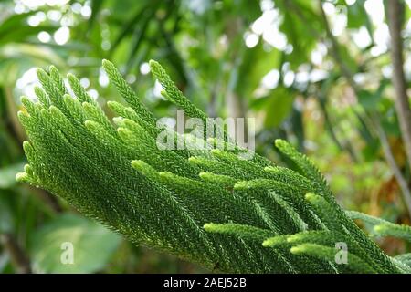 Exotische grüne Blätter von tropischen Kiefer Araucaria. Grüne Laub eines Fraser-tanne Anlage. Close-up Stockfoto