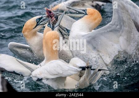 Basstölpel, Morus bassanus, kämpfen um einen Fisch an Noss Klippen, Teil der Noss National Nature Reserve, in Shetland. Stockfoto