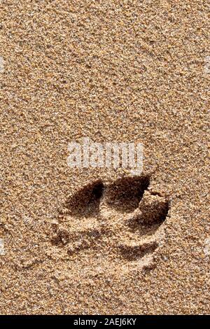 Ist ein Hund Pfotenabdruck links in den Sand des Strandes nach einem Spaziergang. Stockfoto