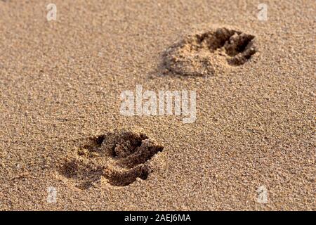 Pawprints ist ein Hund links in den Sand des Strandes nach einem Spaziergang. Stockfoto
