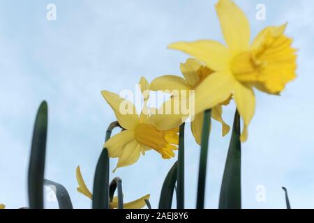 Narzissen, Narzissen - Frühjahr, Surrey, Großbritannien Stockfoto