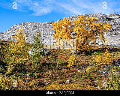 Birkenwald im Herbst, Leirdal Tal, Jotunheimen Bergregion, Lom, Oppland, Norwegen Stockfoto