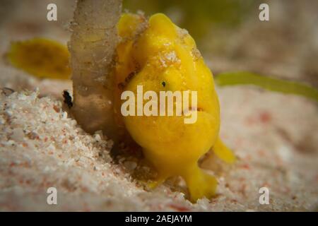 Eine gelbe Rundflecken-anglerfisch - Antennarius pictus - sitzt perfekt noch in den Sand und wartet auf seine Beute. Im Komodo National Park, Indonesien Stockfoto