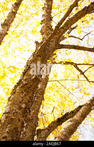 Auf der Suche nach einer schönen gelben Birke im Herbst. Stockfoto