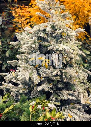 White Pine Tree mit bunten Blättern und Kugeln dekoriert Stockfoto