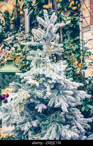White Pine Tree mit bunten Blättern und Kugeln dekoriert Stockfoto