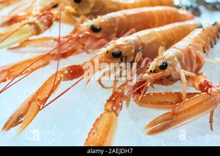 Close-up Nephrops norvegicus auch bekannt als Kaisergranat, Dublin Bay Garnelen, Scampi, langostino oder Scampi auf Eis. Stockfoto