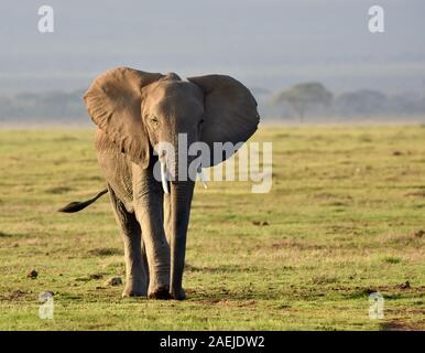 Elefanten wandern langsam über grasbedeckte Ebene mit Ohren entfalteten. Copyspace. (Loxodonta africana) Stockfoto