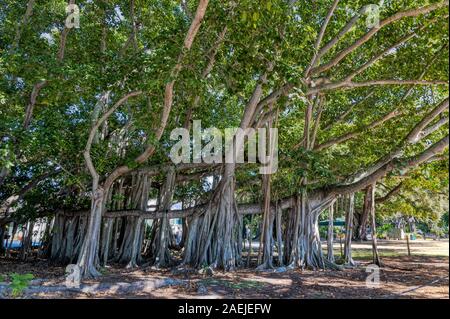 Teilansicht der Drittgrößte Banyan Baum der Welt in Fort Myers, Florida Stockfoto