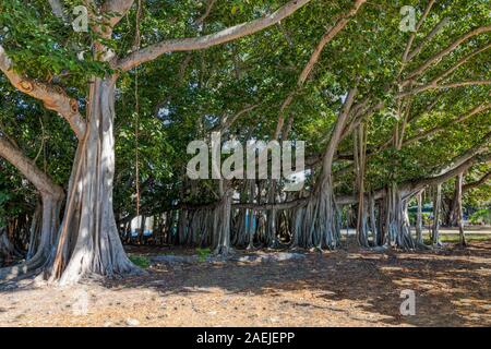 Teilansicht der Drittgrößte Banyan Baum der Welt in Fort Myers, Florida Stockfoto