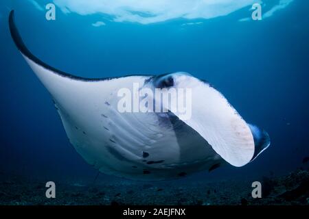 Ein Manta Ray - Manta alfredi - schwimmt auf dem blauen Meer von Indonesien. Im Komodo National Park. Stockfoto