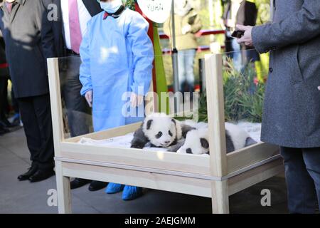 Deutschland, Berlin, 09.12.2019, den offiziellen Namen der zwei männliche Zwillinge sind Meng Xiang (ersehnten Traum) und Meng Yuan (zufrieden Traum) im Zoo Berlin. Nach der chinesischen Tradition, die Namen der Panda nachkommen wird anlässlich des 100. Tag des Lebens bekannt gegeben. Stockfoto