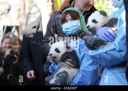 Deutschland, Berlin, 09.12.2019, den offiziellen Namen der zwei männliche Zwillinge sind Meng Xiang (ersehnten Traum) und Meng Yuan (zufrieden Traum) im Zoo Berlin. Nach der chinesischen Tradition, die Namen der Panda nachkommen wird anlässlich des 100. Tag des Lebens bekannt gegeben. Stockfoto