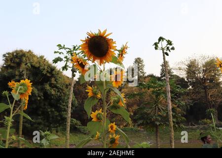 Schönen gelben Blumen Stockfoto