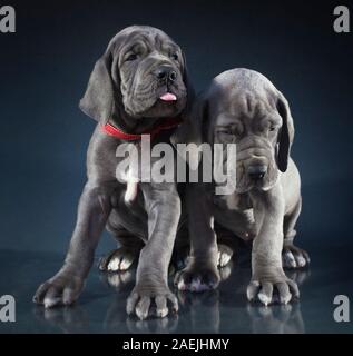 Reinrassige Dogge Welpen nicht glücklich über ihre Aufnahme Stockfoto