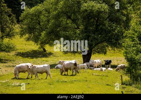 Weide, weiße Rinder, in der Elfringhauser Schweiz, Wodantal, hügeligen Gebiet zwischen Hattingen, Deutschland und Sprockhövel, Ruhrgebiet, Stockfoto