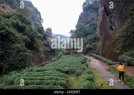 Eine Tee- Feld in der landschaftlich reizvollen Gegend von Fuzhou in der Provinz Fujian in China. Die Region ist bekannt für die Da Hong Pao Tee. Stockfoto