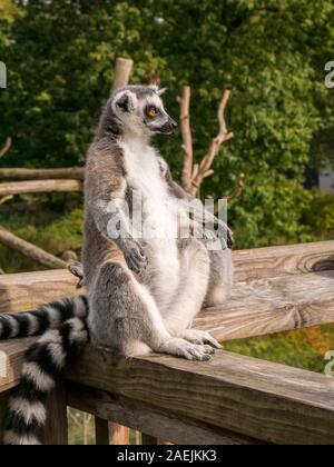 Ein Ring tailed Lemur saß aufrecht und Servelas auf einem Zaun am Apenheul in den Niederlanden. Stockfoto