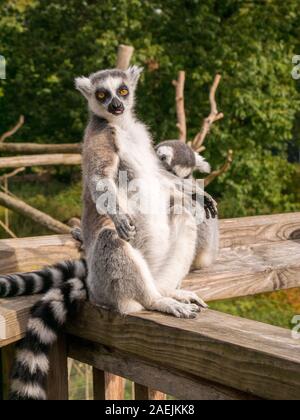 Ein Ring tailed Lemur saß aufrecht und Servelas auf einem Zaun am Apenheul in den Niederlanden. Stockfoto